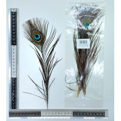 pluma pavo real 30cm C/5 F6156