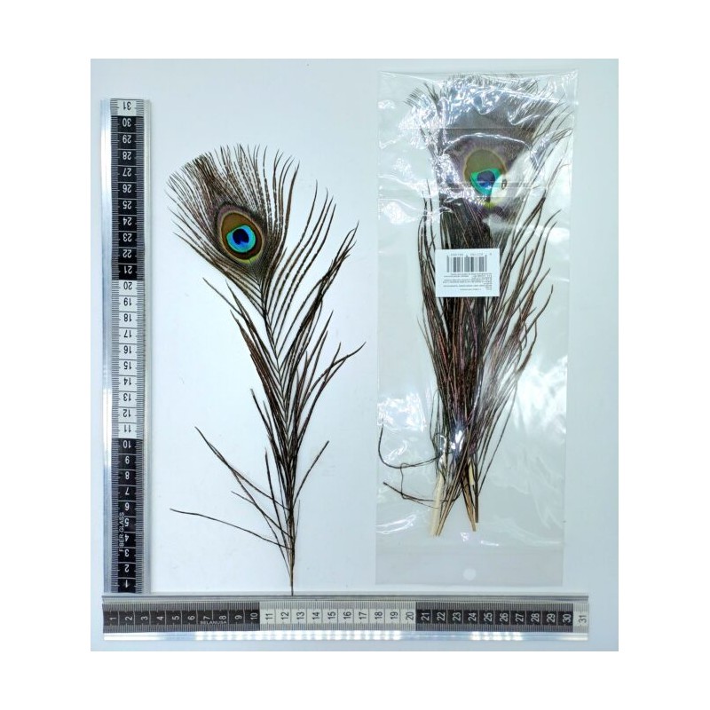 pluma pavo real 30cm C/5 F6156